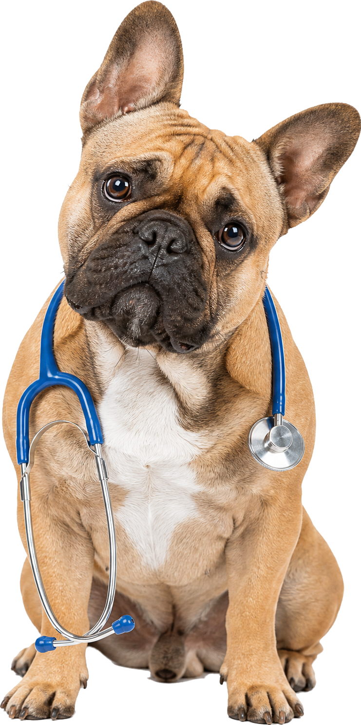 French Bulldog wearing a blue stethoscope